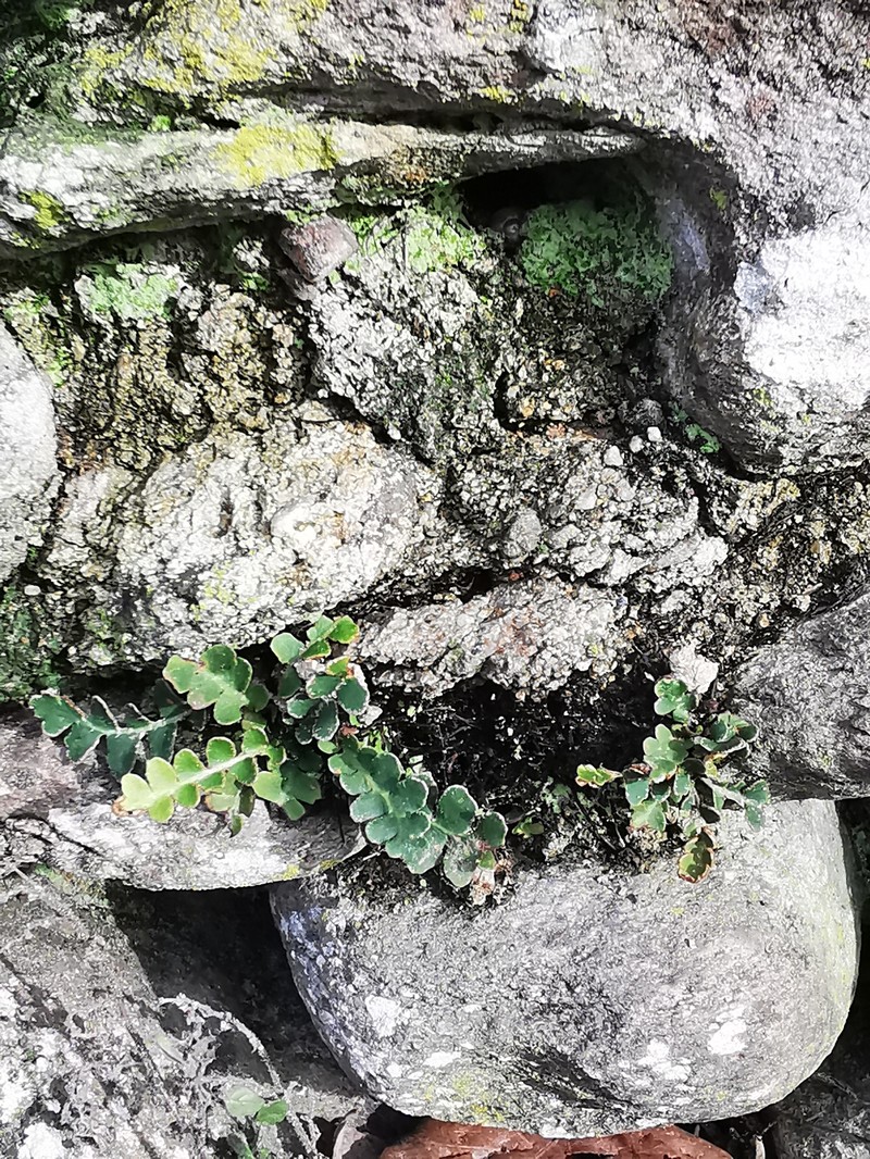 Asplenium ceterach subsp. ceterach photo 2