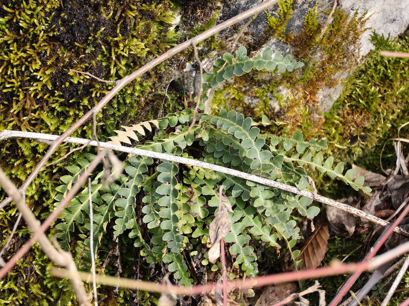 Asplenium ceterach subsp. ceterach photo 3