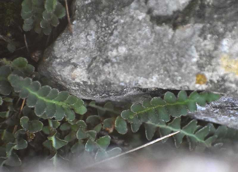 Asplenium ceterach subsp. ceterach photo 4