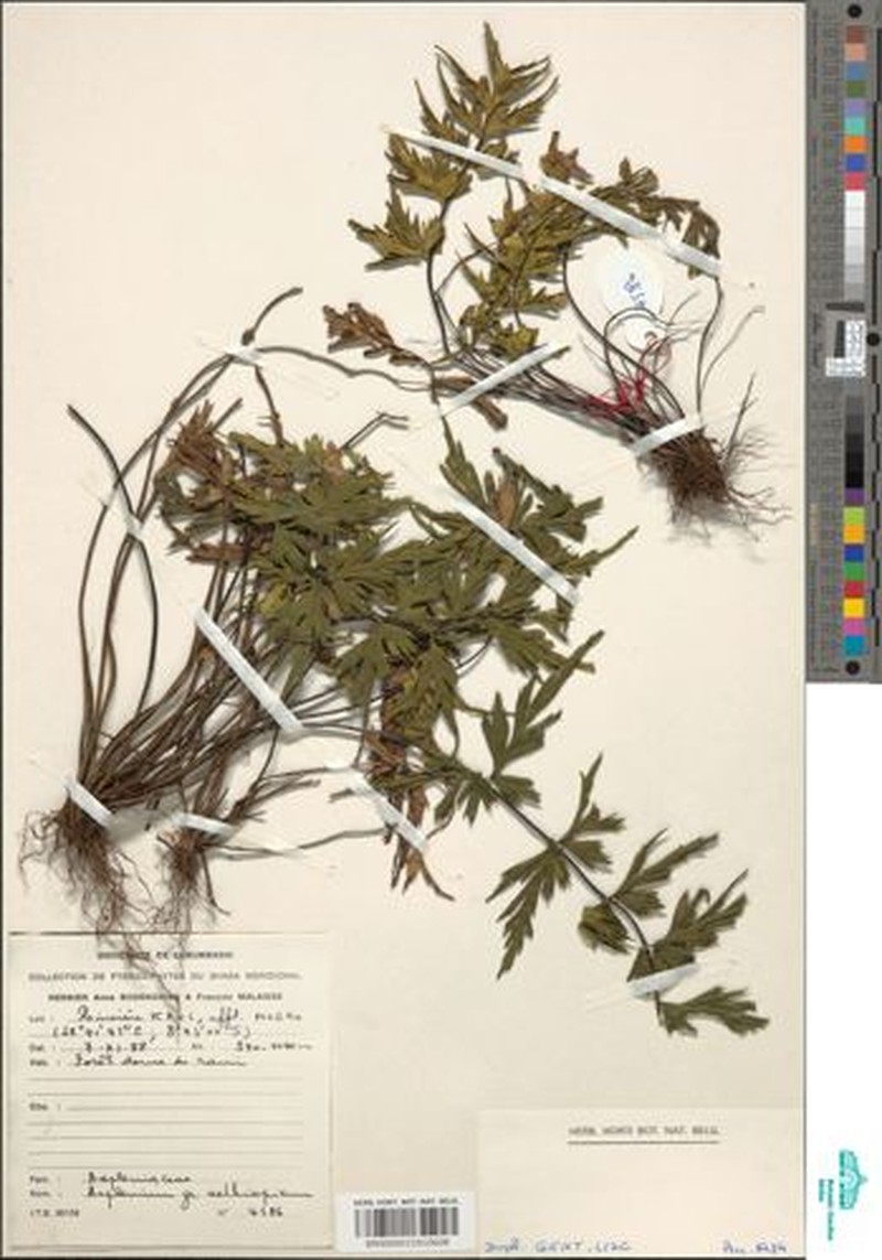 Asplenium chaseanum