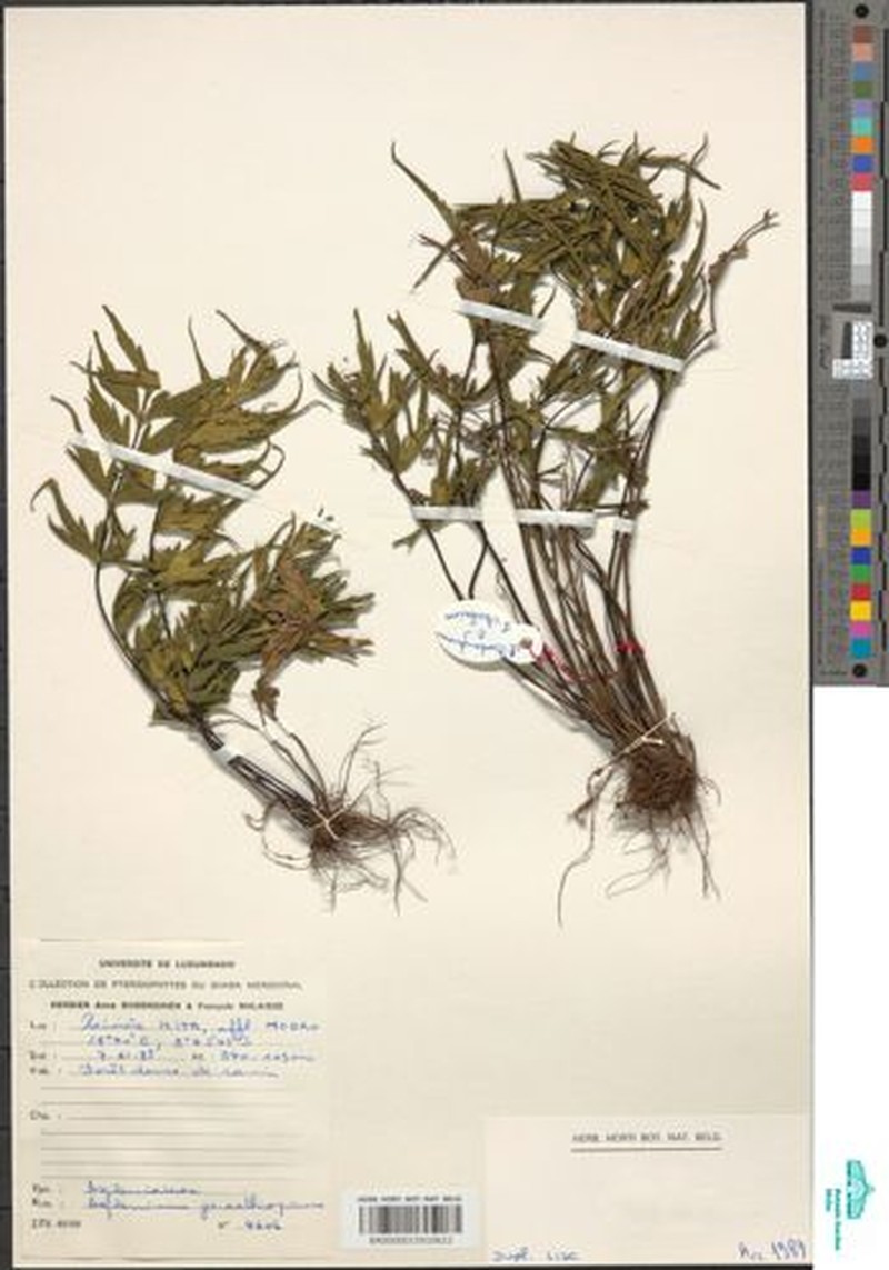 Asplenium chaseanum photo 2
