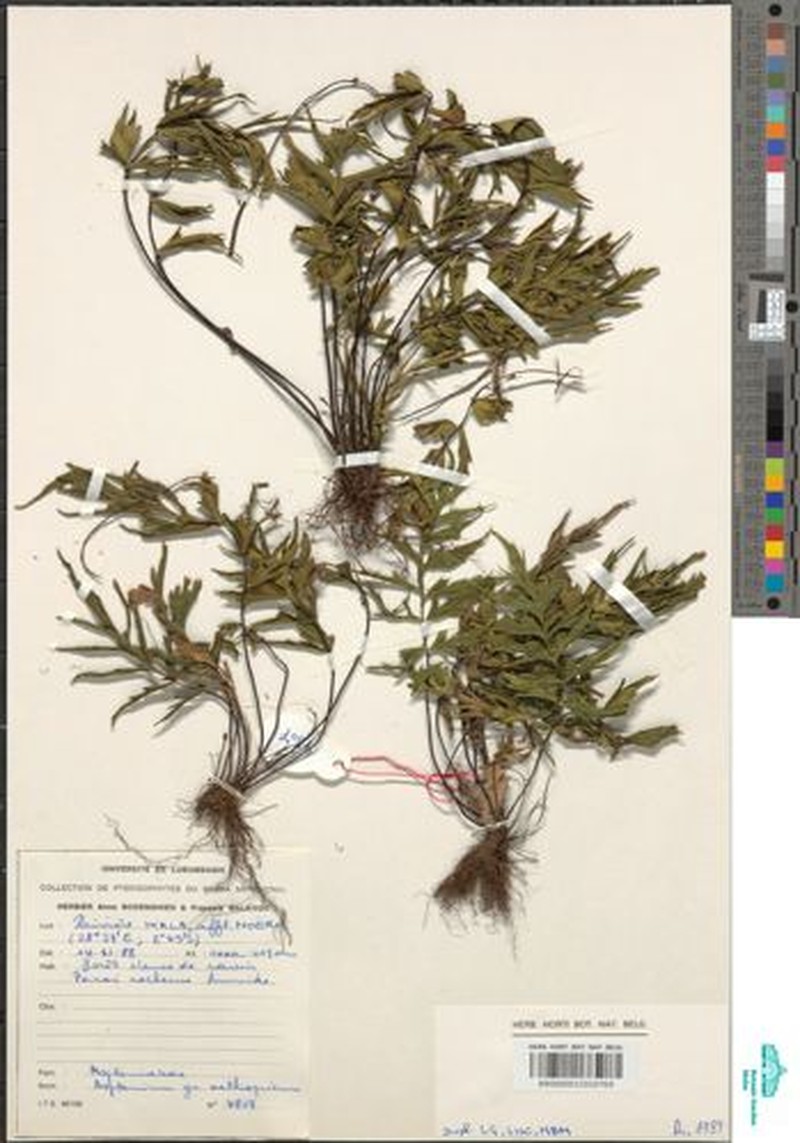 Asplenium chaseanum photo 3
