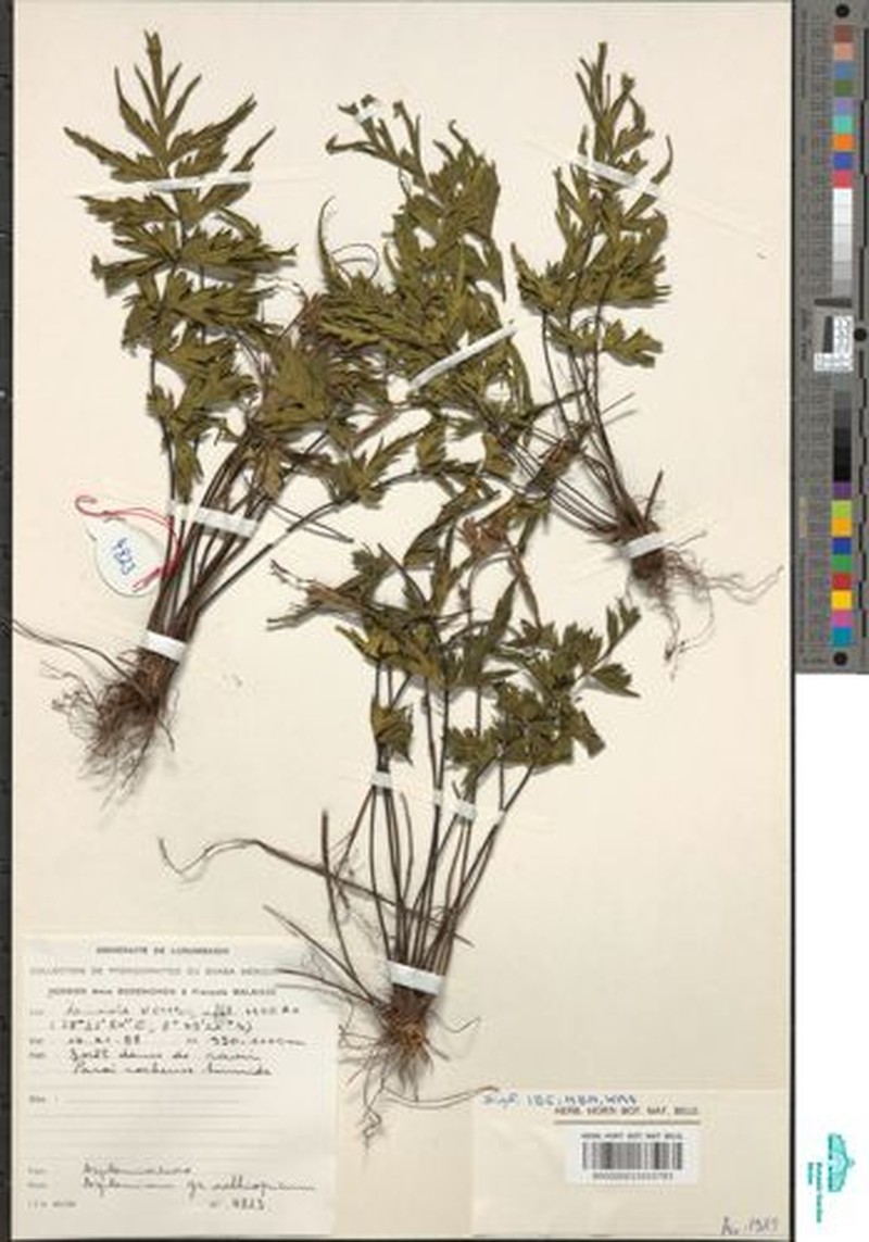 Asplenium chaseanum photo 4