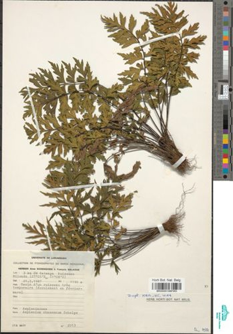 Asplenium chaseanum photo 5