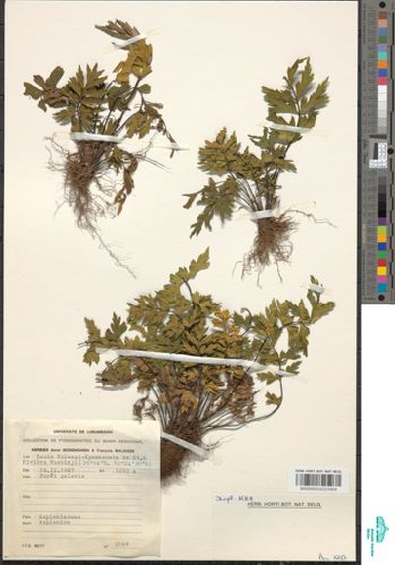 Asplenium chaseanum photo 6