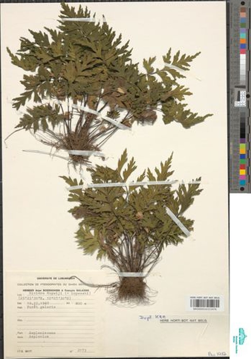 Asplenium chaseanum photo 7