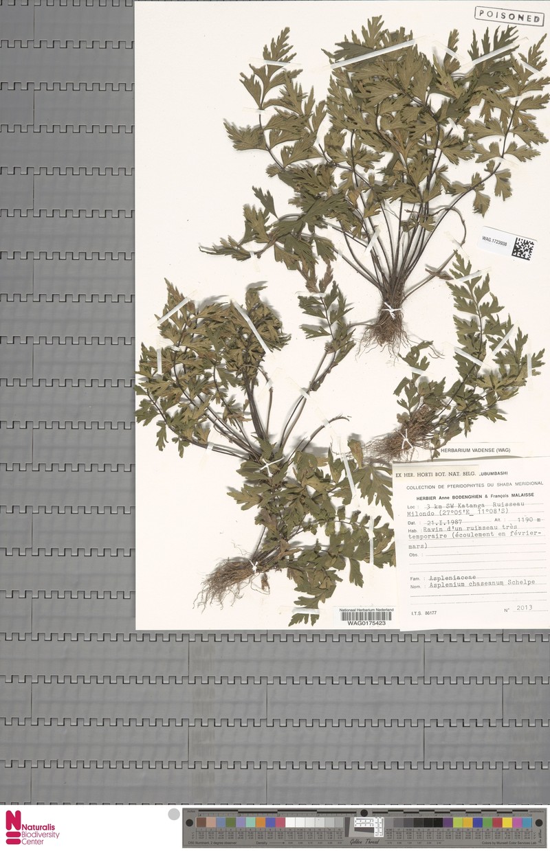Asplenium chaseanum photo 8