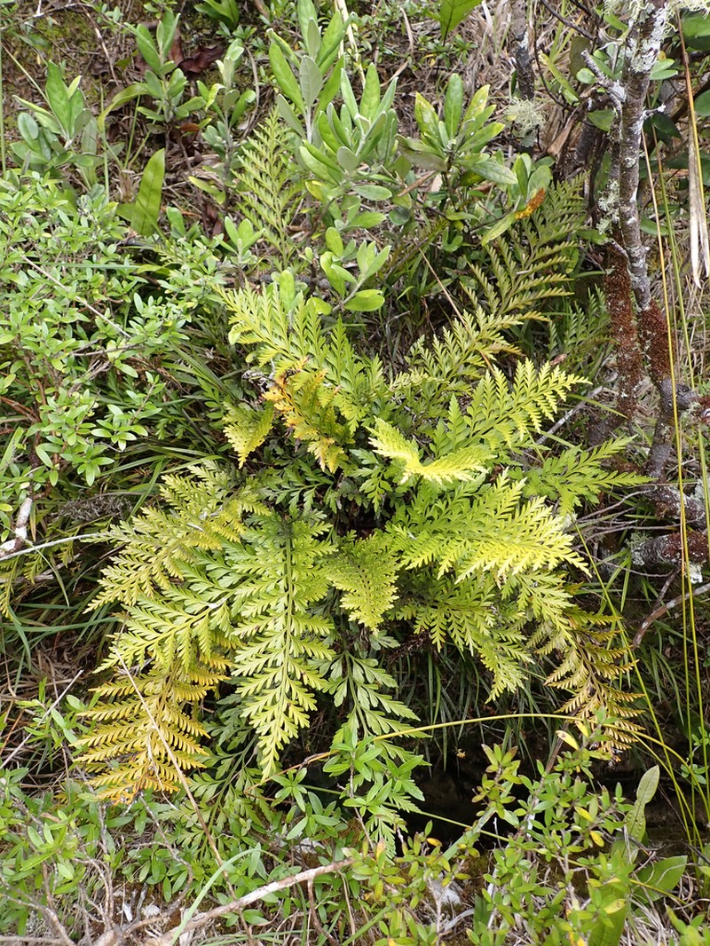 Asplenium chathamense photo 2