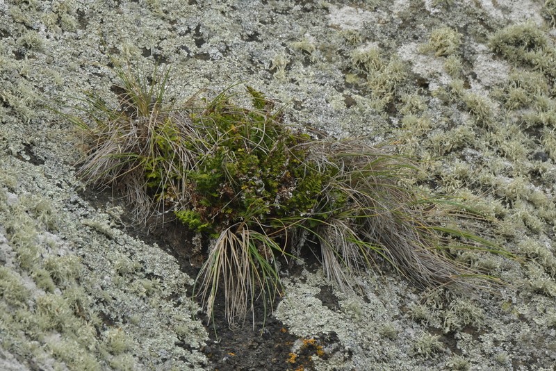 Asplenium chathamense photo 3