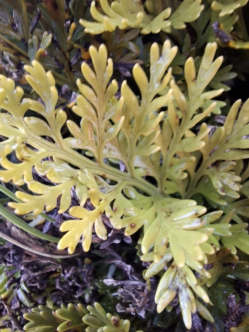 Asplenium chathamense photo 5
