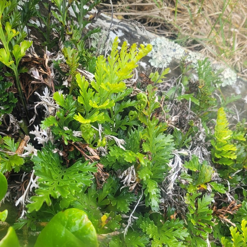 Asplenium chathamense photo 6
