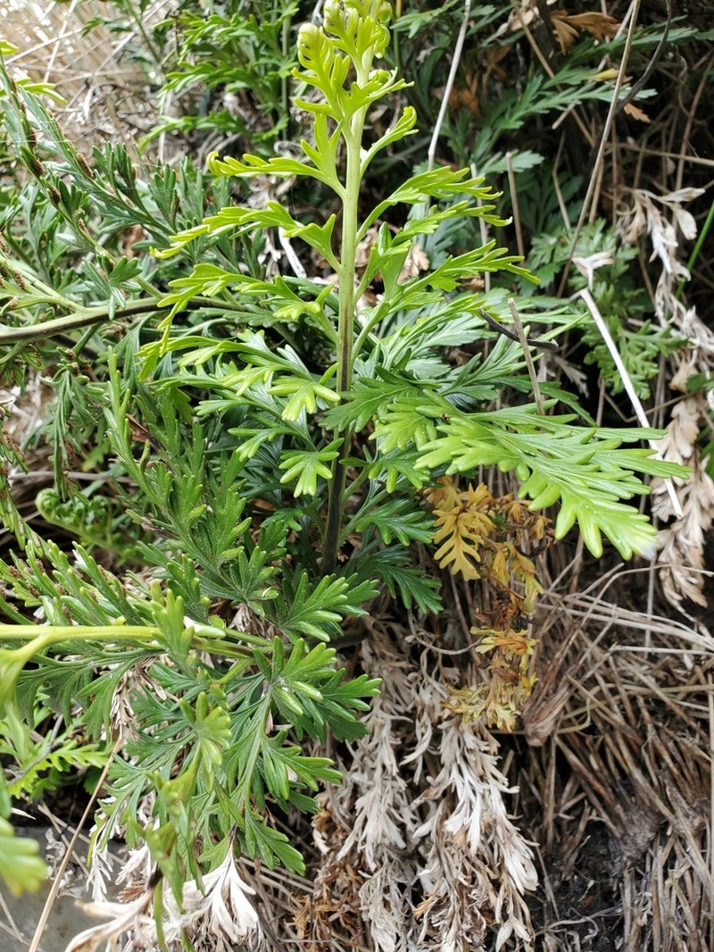 Asplenium chathamense photo 7