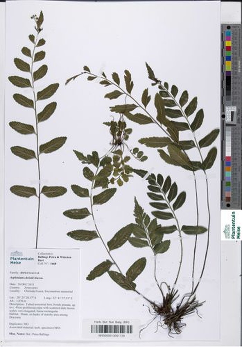 Asplenium christii photo 2