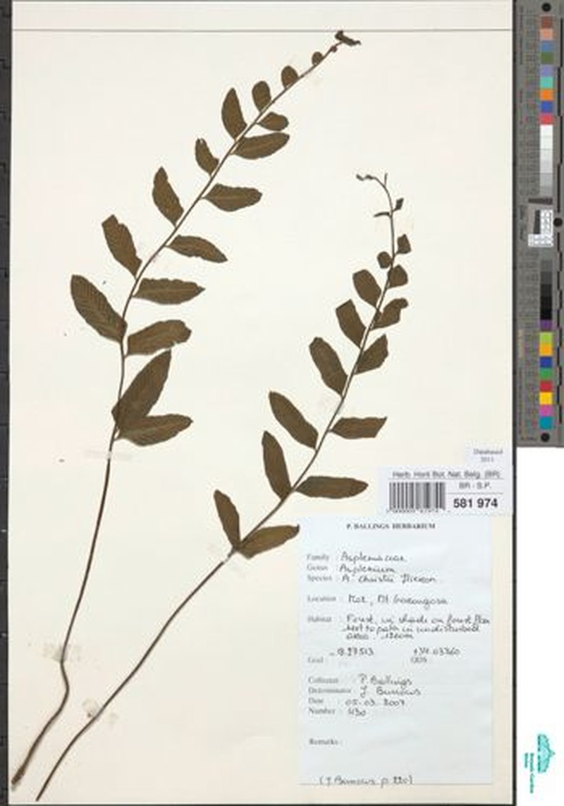 Asplenium christii photo 3