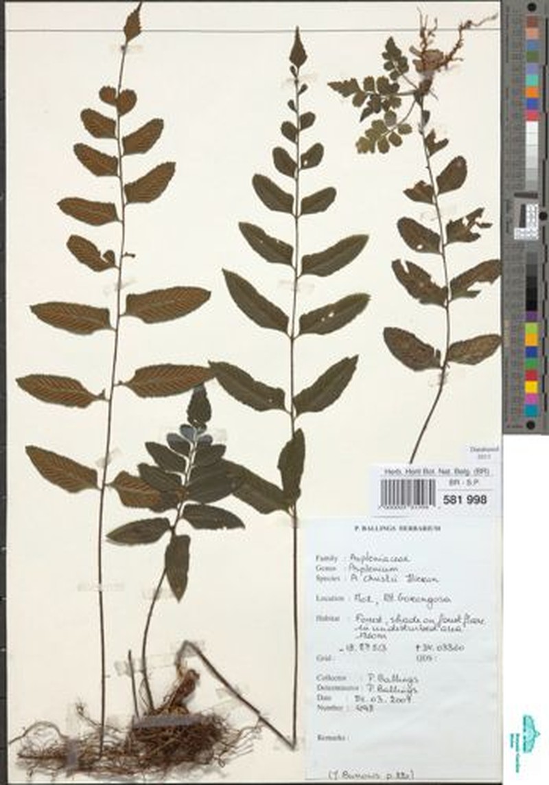Asplenium christii photo 4