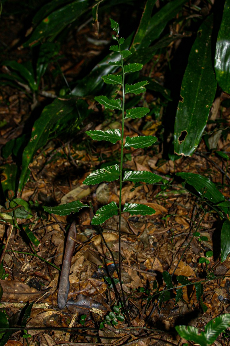 Asplenium christii photo 5