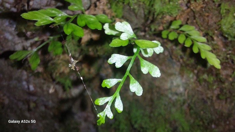 Asplenium cimmeriorum photo 2