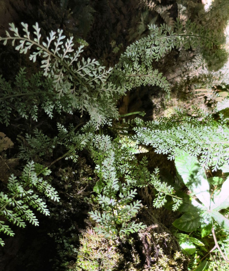 Asplenium cimmeriorum photo 3