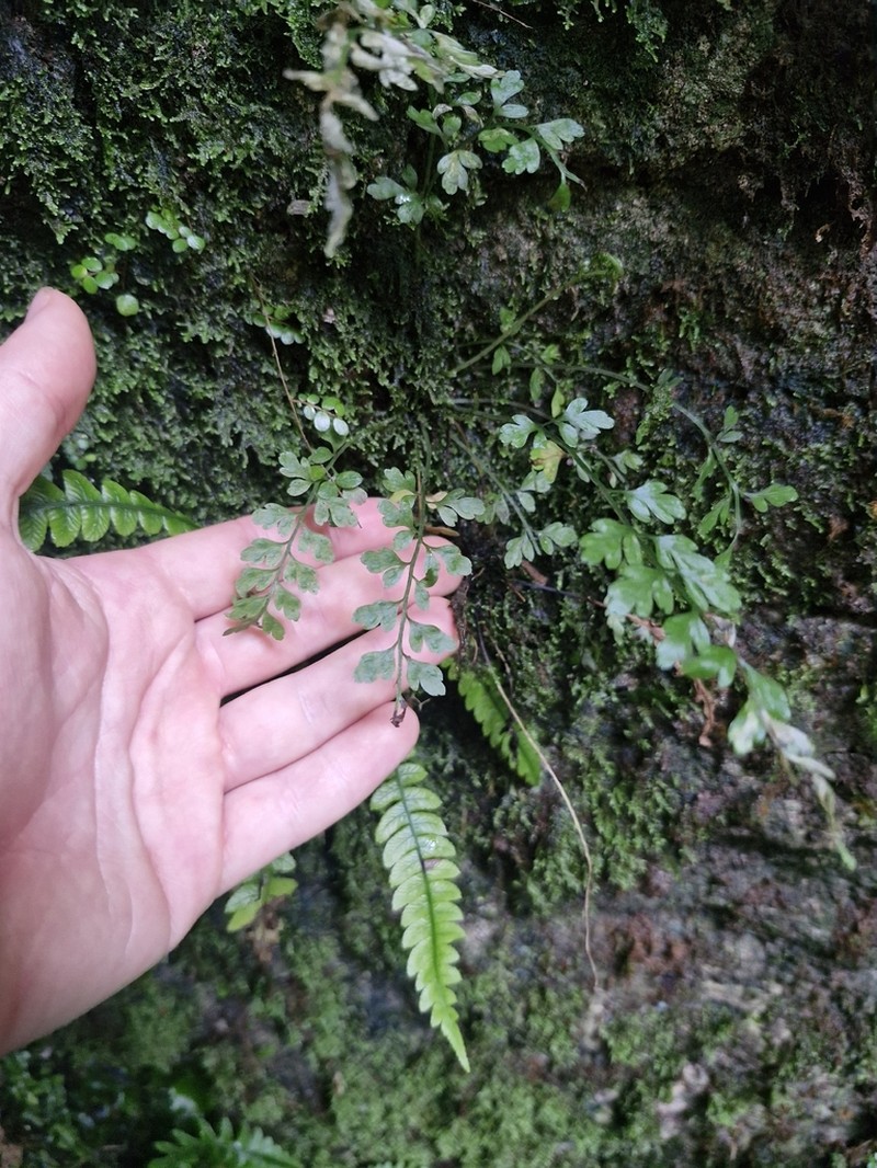 Asplenium cimmeriorum photo 4