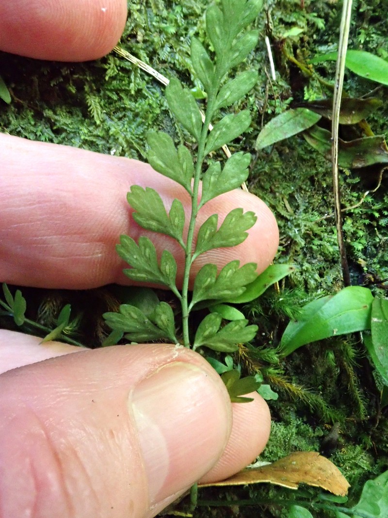 Asplenium cimmeriorum photo 5