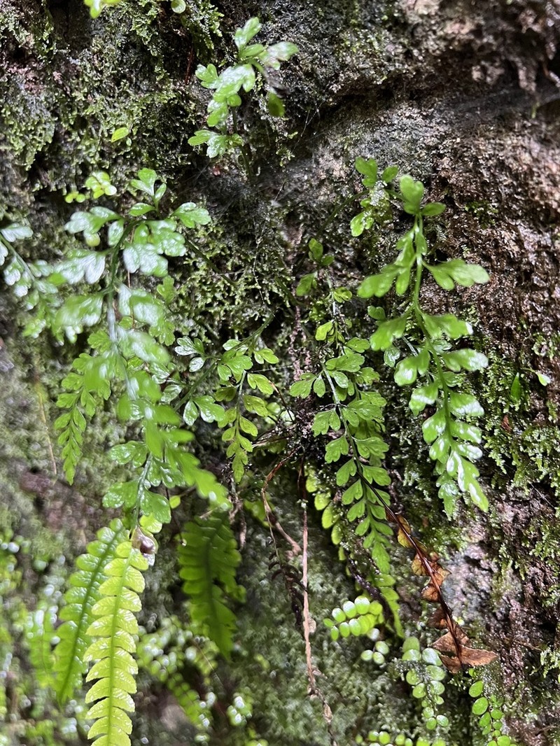 Asplenium cimmeriorum photo 6