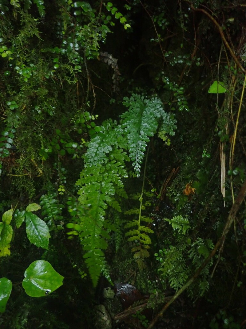 Asplenium cimmeriorum photo 7
