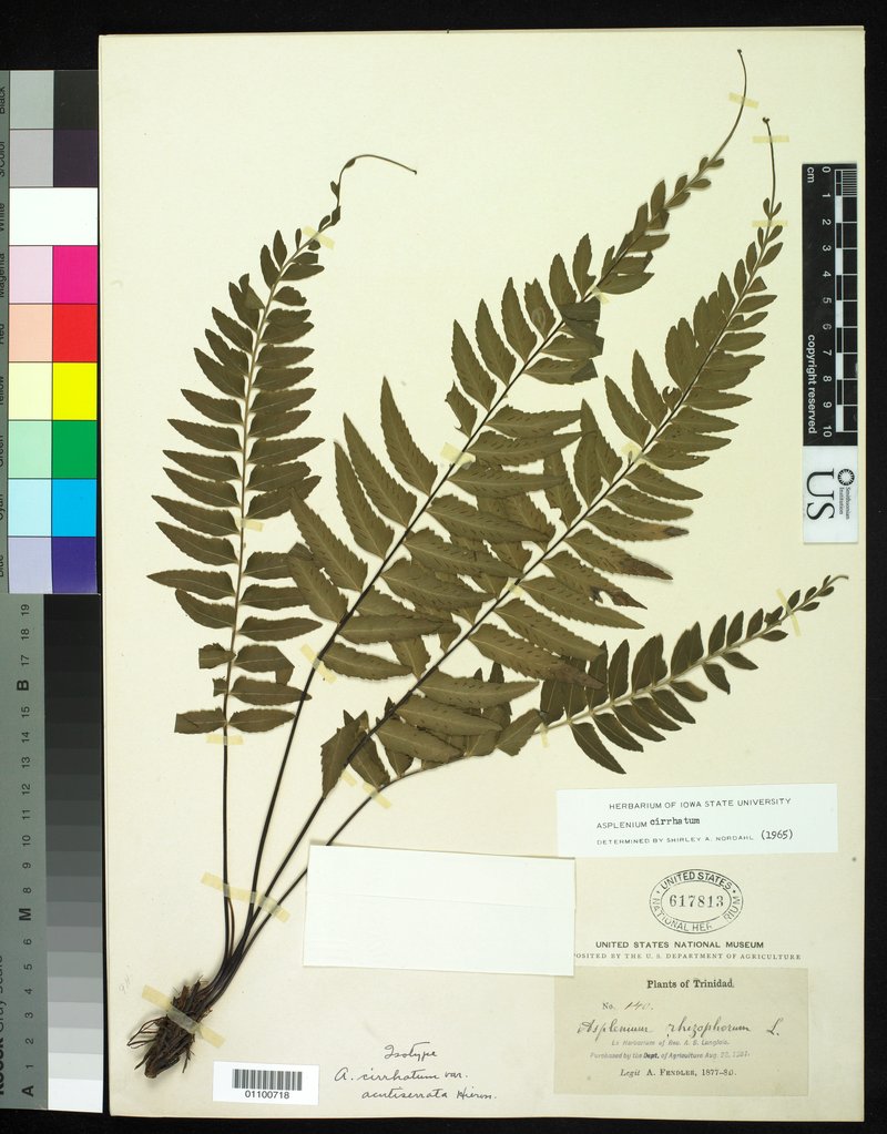 Chestnut Scale Spleenwort