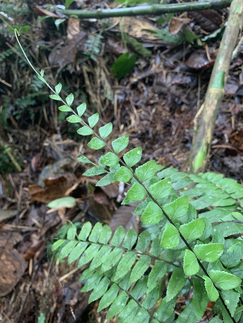 Chestnut Scale Spleenwort