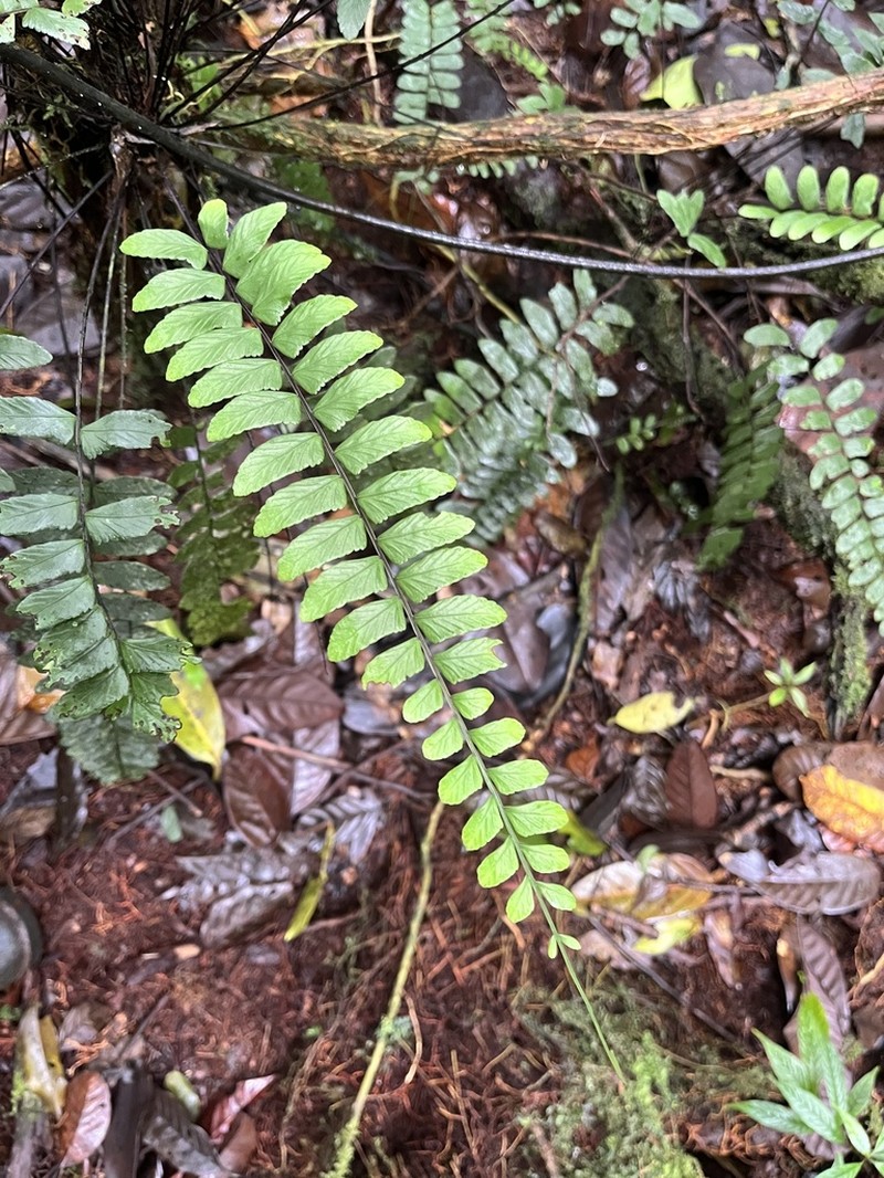 Chestnut Scale Spleenwort photo 2