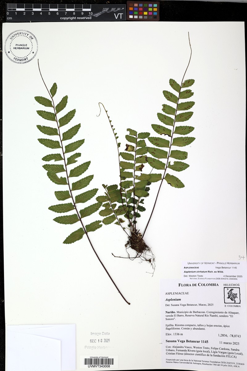 Chestnut Scale Spleenwort photo 3