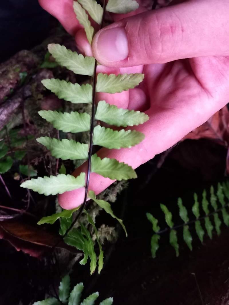 Chestnut Scale Spleenwort photo 4