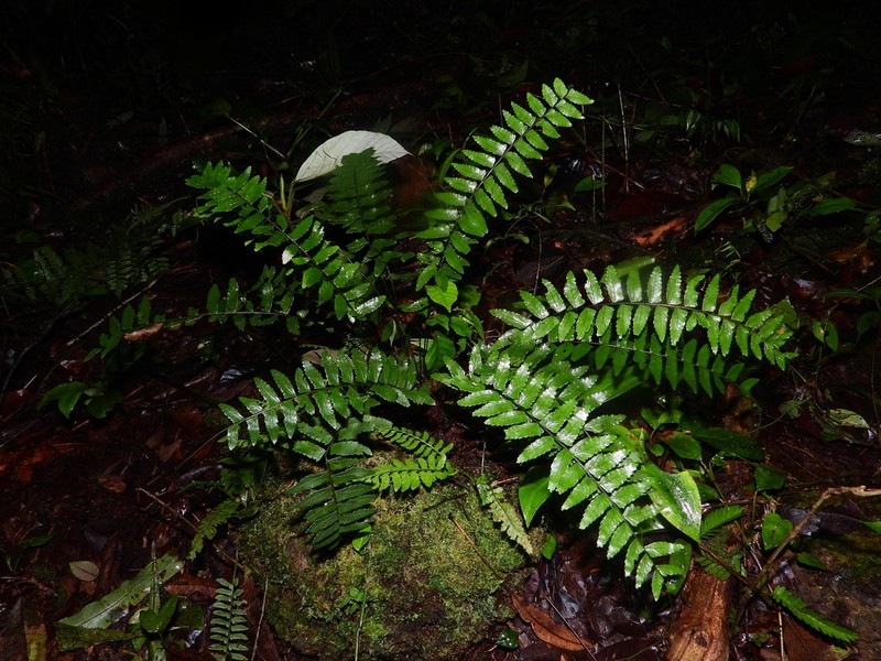 Chestnut Scale Spleenwort photo 6