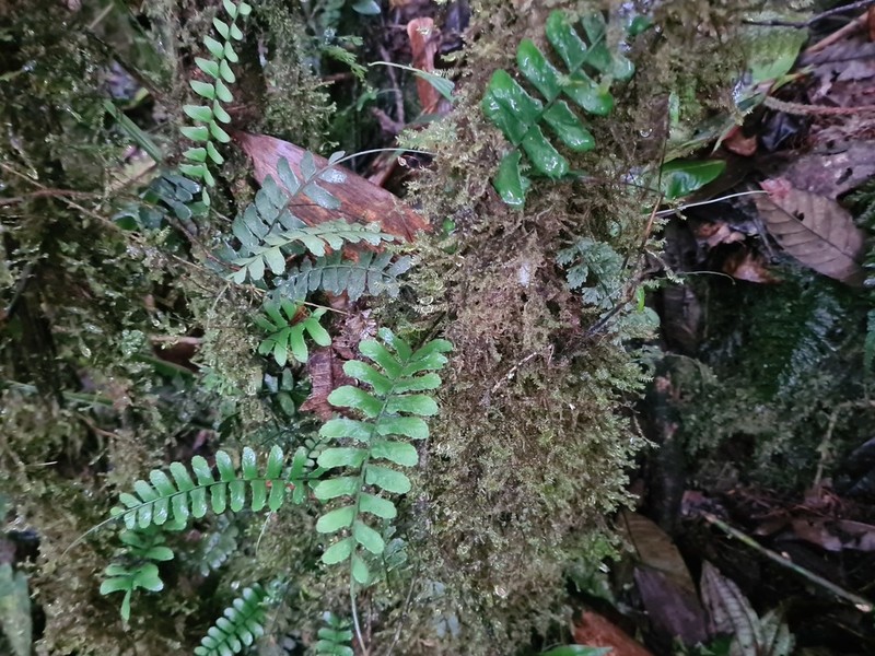 Chestnut Scale Spleenwort photo 7