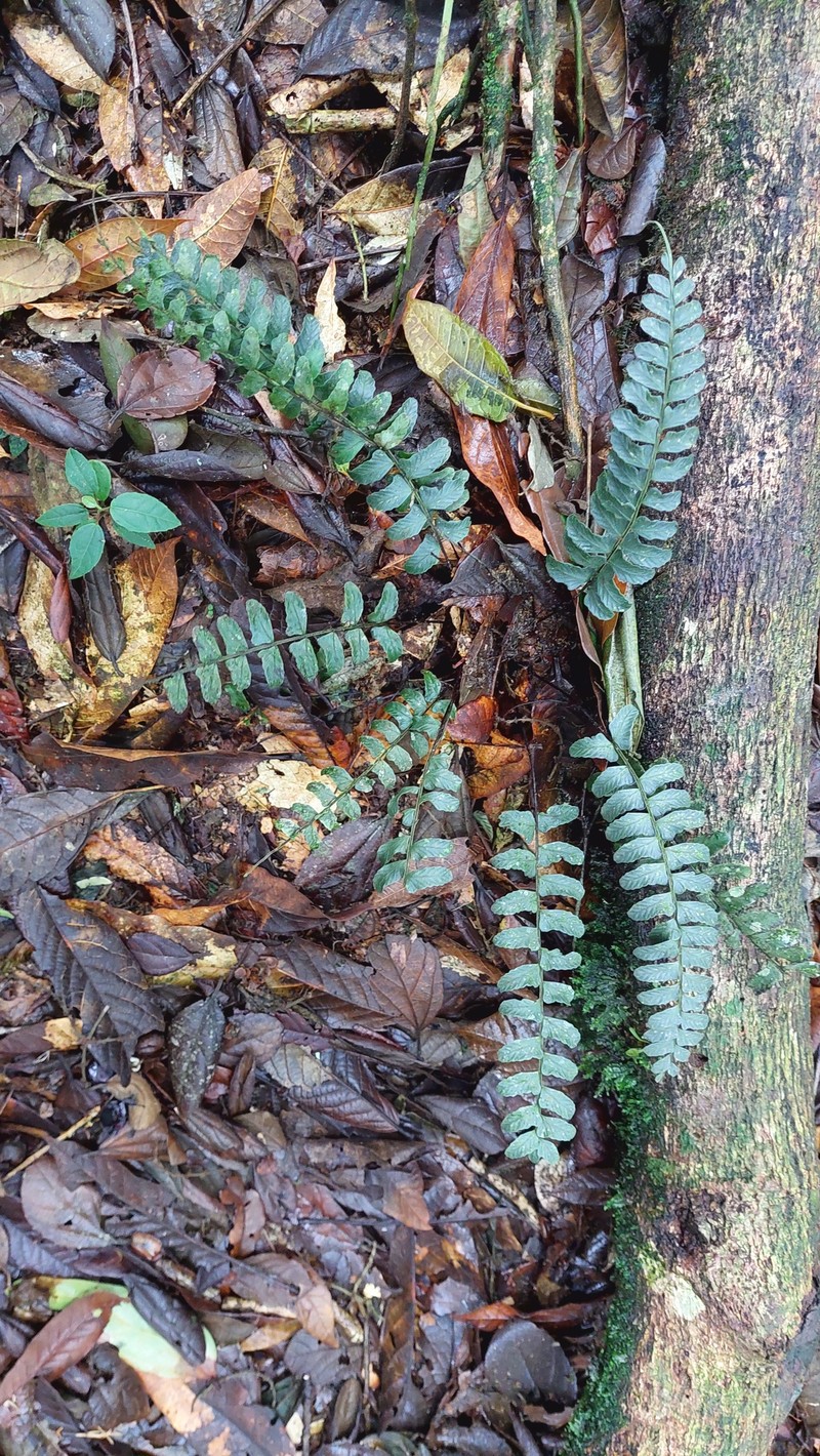 Chestnut Scale Spleenwort photo 8