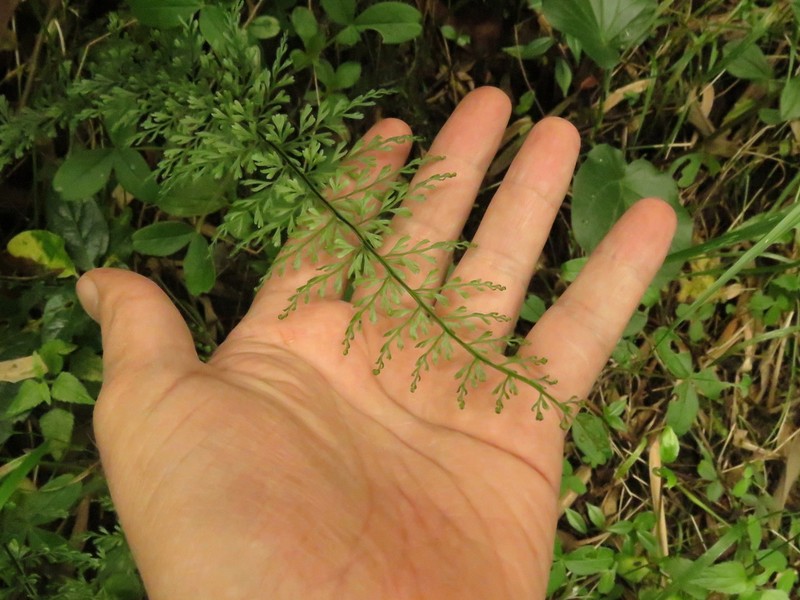 Asplenium cladolepton photo 2