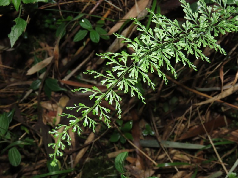 Asplenium cladolepton photo 3