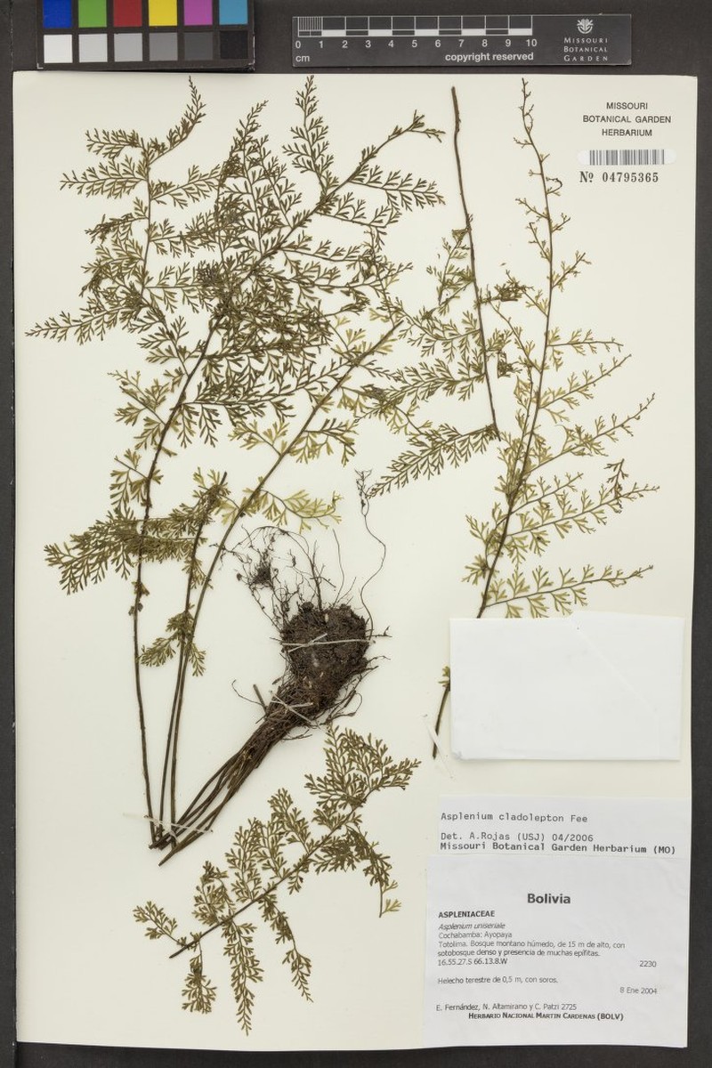 Asplenium cladolepton photo 4