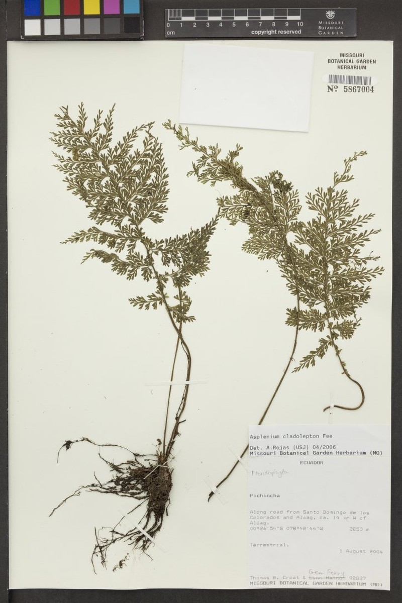 Asplenium cladolepton photo 5