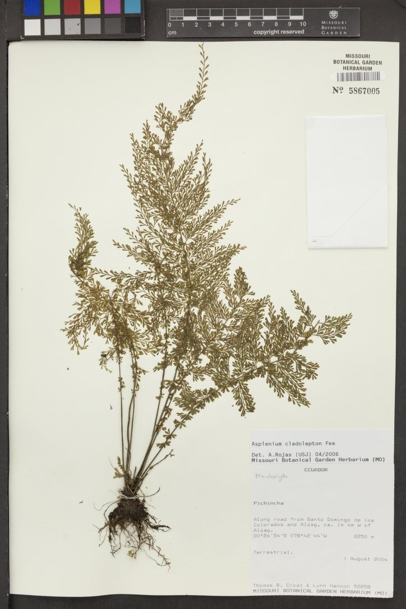 Asplenium cladolepton photo 6