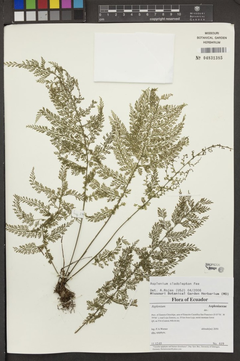 Asplenium cladolepton photo 7