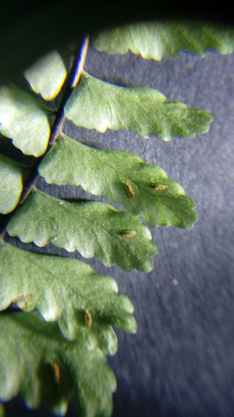 Asplenium claussenii