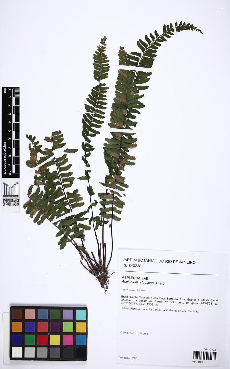 Asplenium claussenii photo 2