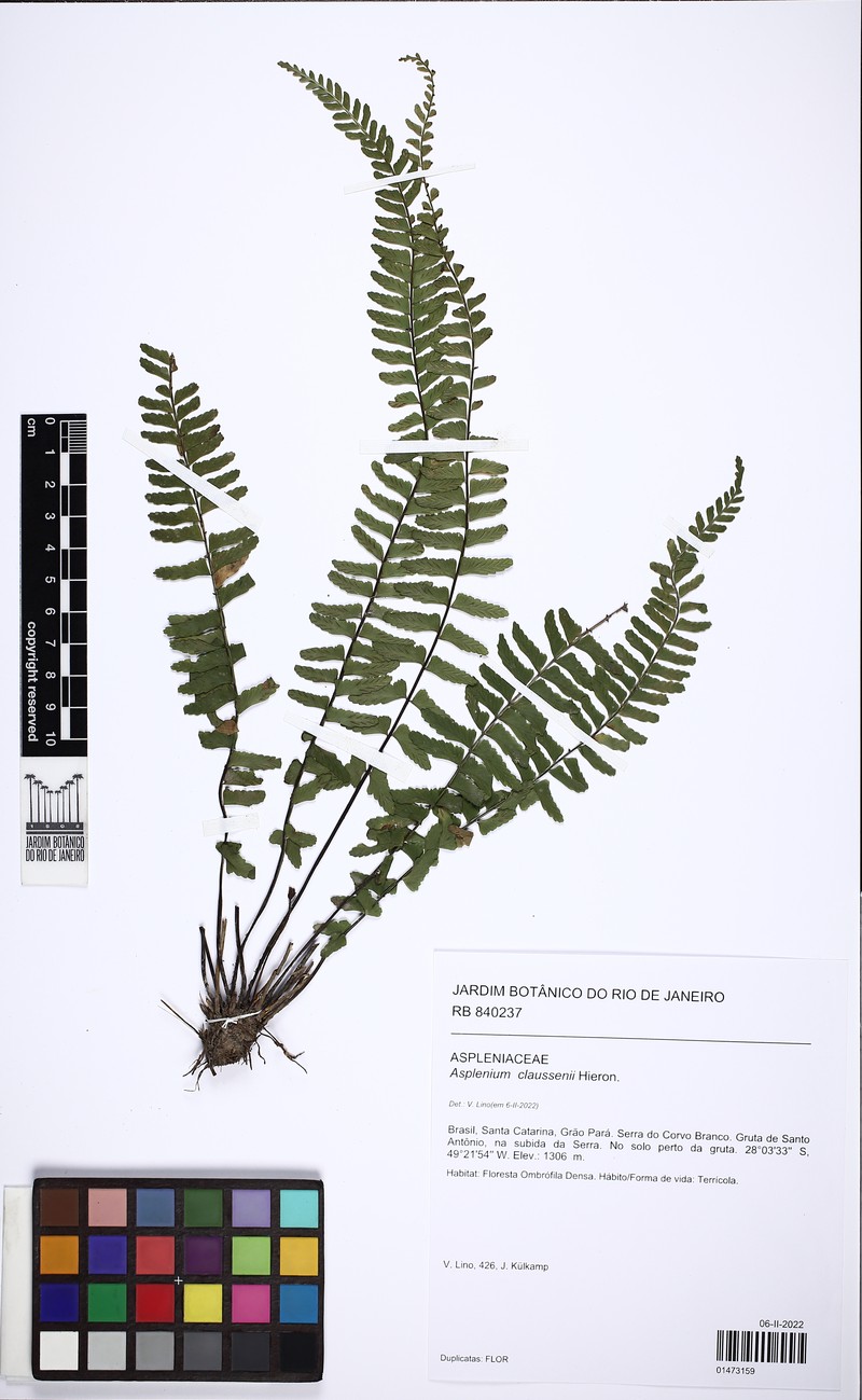 Asplenium claussenii photo 3
