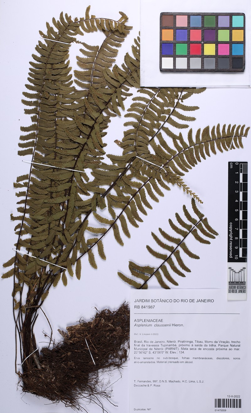 Asplenium claussenii photo 4
