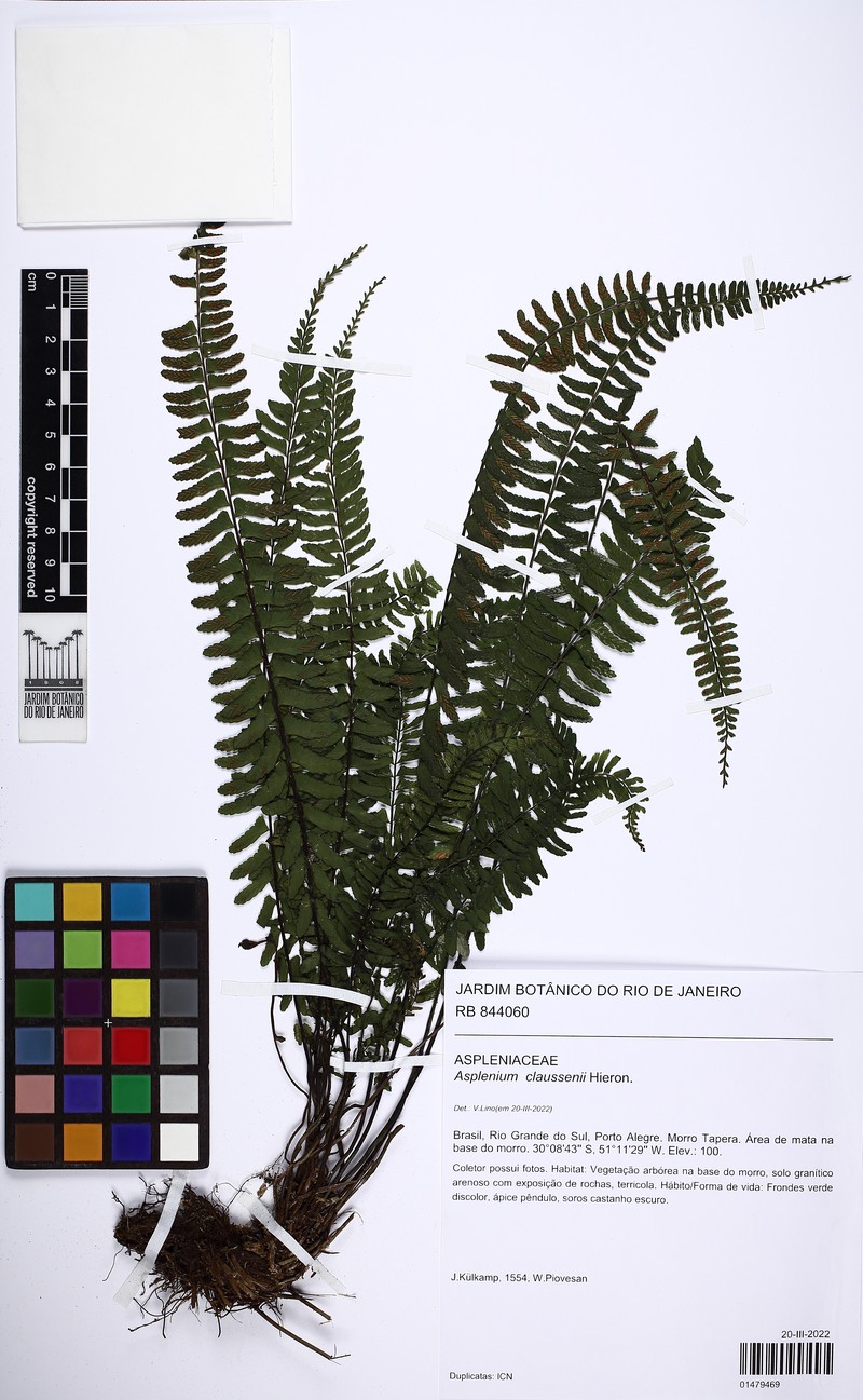 Asplenium claussenii photo 5