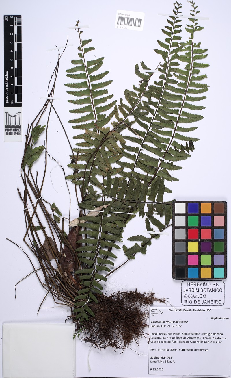 Asplenium claussenii photo 6