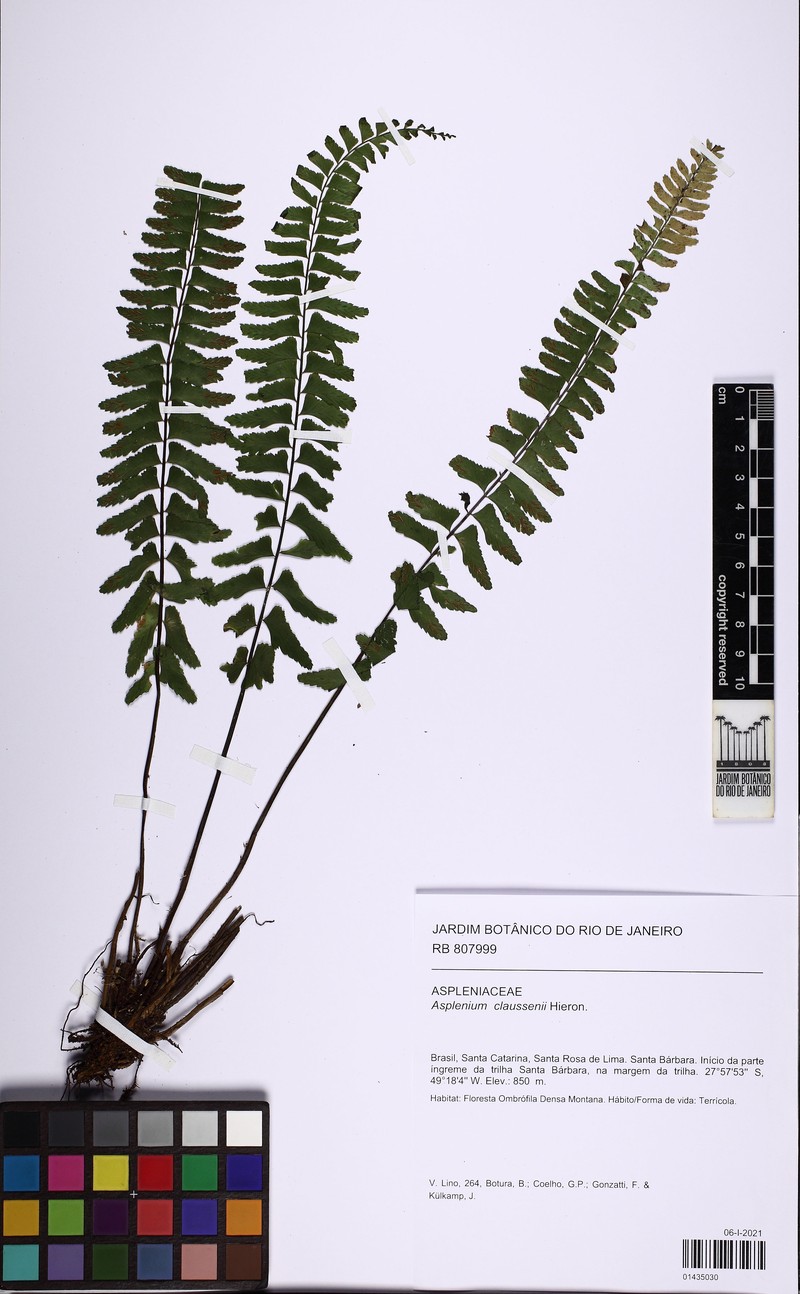 Asplenium claussenii photo 7