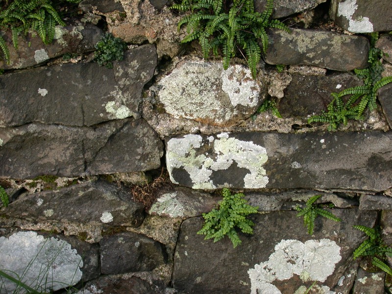 Spleenwort