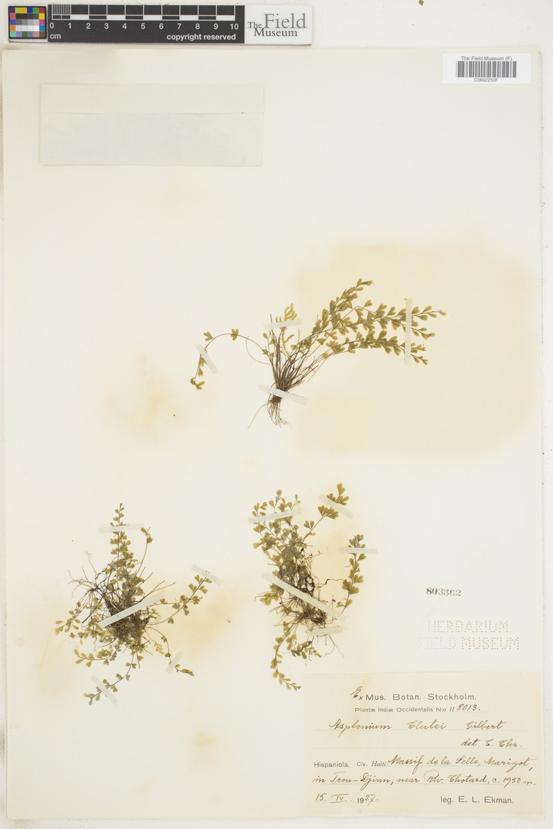 Asplenium clutei photo 2