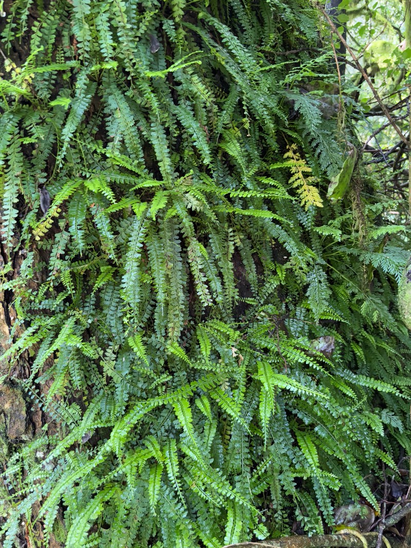 Asplenium cocosensis